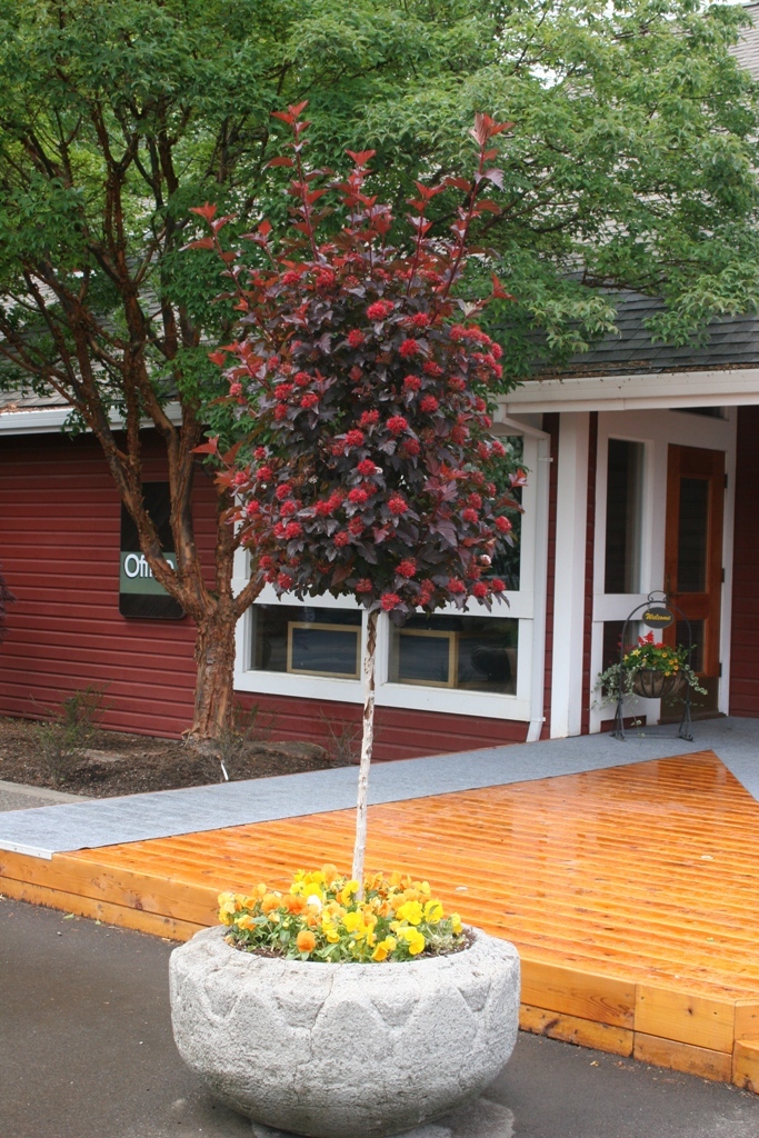 Physocarpus opulifolius 'Center Glow'® PP16894