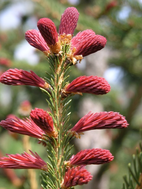 Picea abies 'Cruenta'