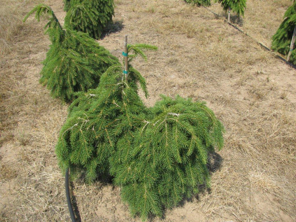Picea abies 'Formánek'