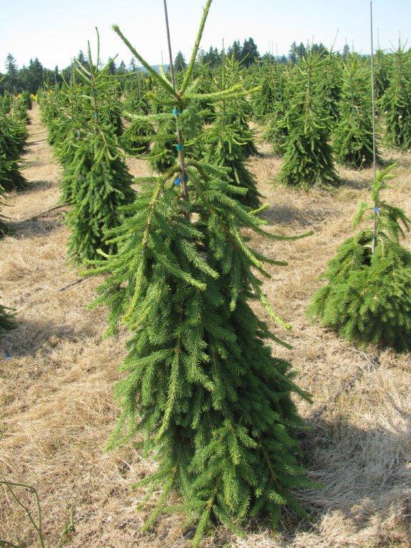 Picea abies 'Frohburg'