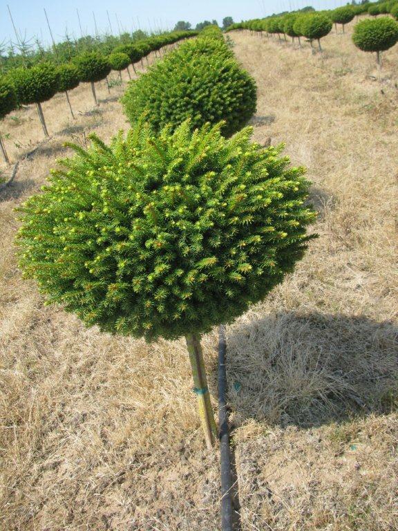 Picea abies 'Little Gem'