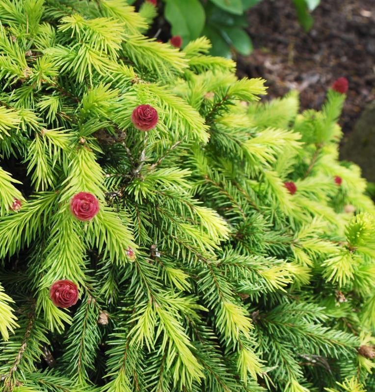 Picea abies 'Pusch'