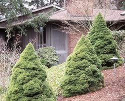 Picea glauca 'Conica'