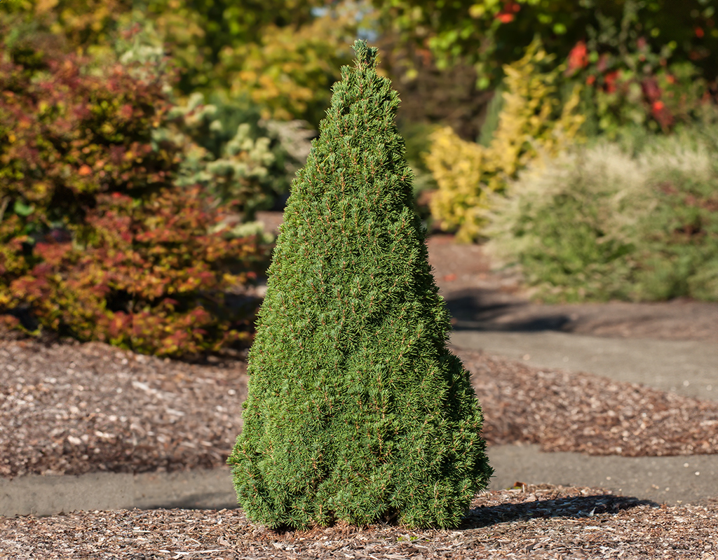 Picea glauca 'Jean's Dilly'® courtesy of Iseli Nursery