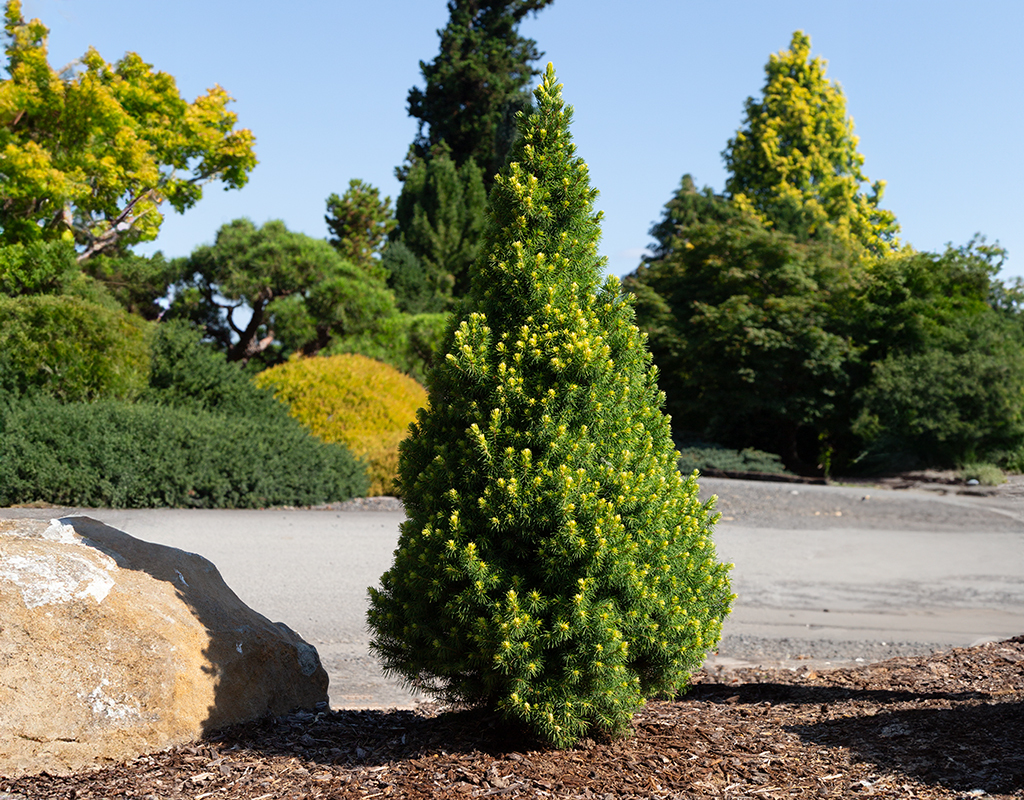 Picea glauca 'Rainbow's End' courtesy of Iseli Nursery