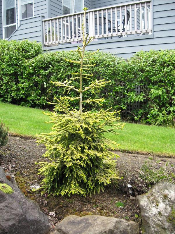 Picea orientalis 'Skylands'