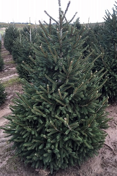 Picea orientalis 'Atrovirens'