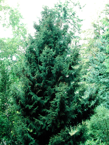 Picea orientalis