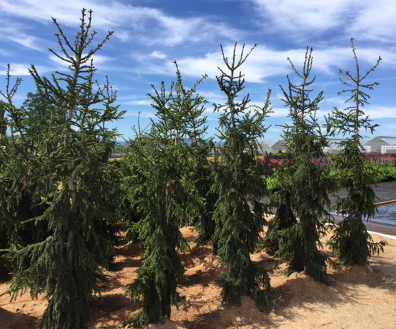 Picea orientalis 'Nutans'