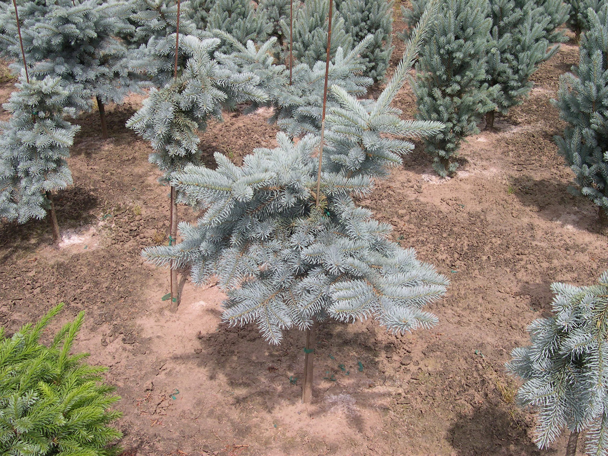 Picea pungens 'Glauca Procumbens' Std.
