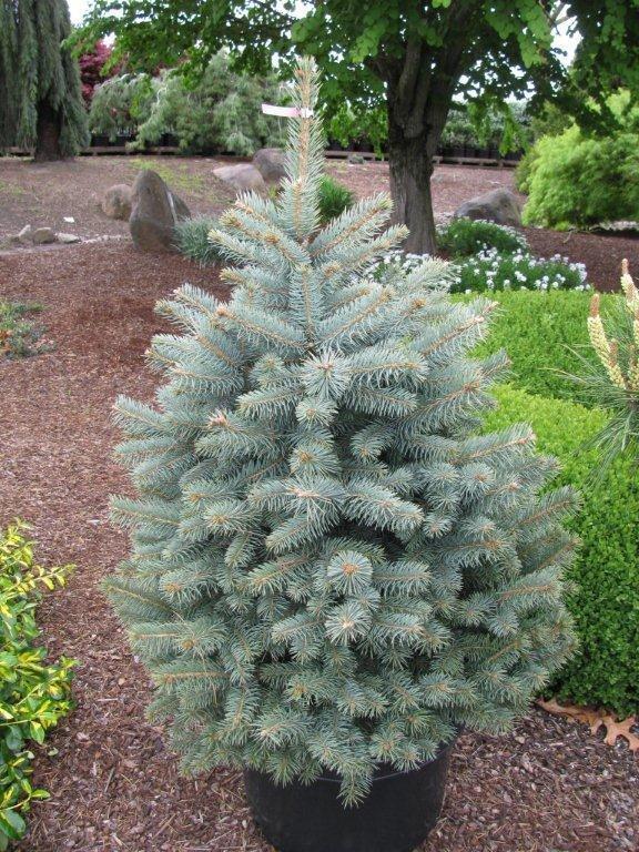Picea pungens 'Baby Blue'