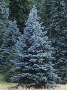 Picea pungens 'Blue Select'