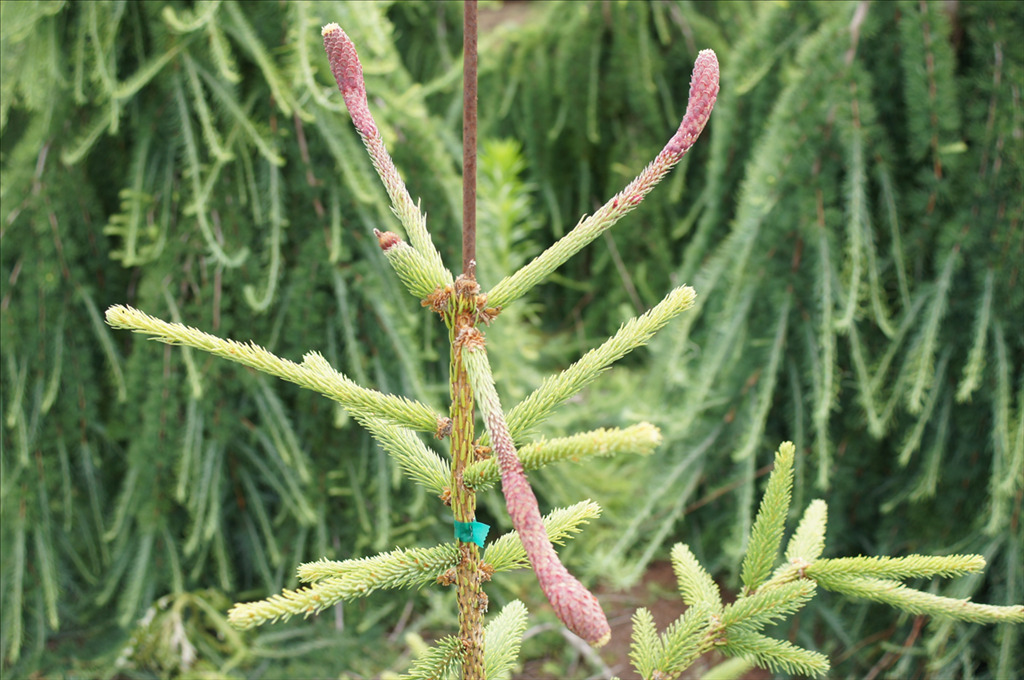 Picea abies 'Acrocona'