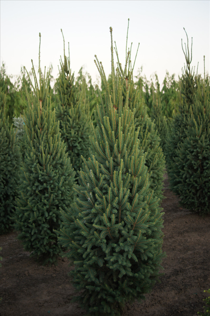 Picea abies 'Cupressina'