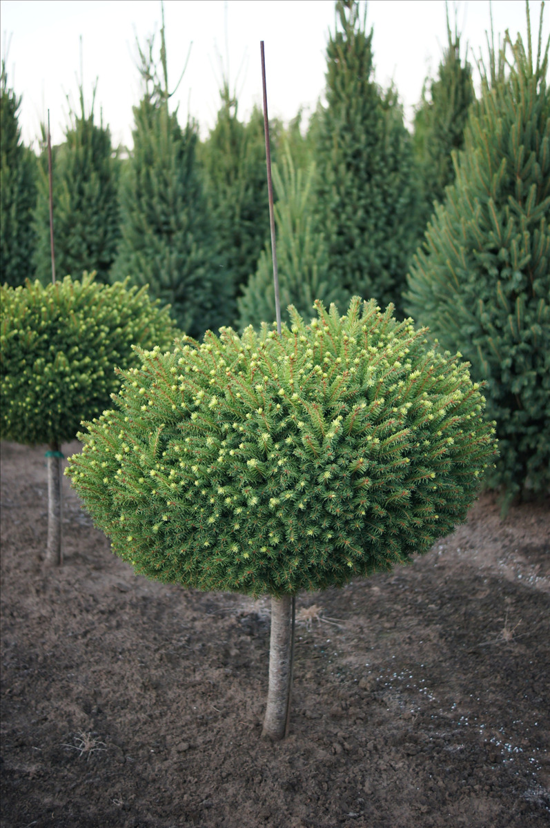 Picea abies 'Little Gem' Std.