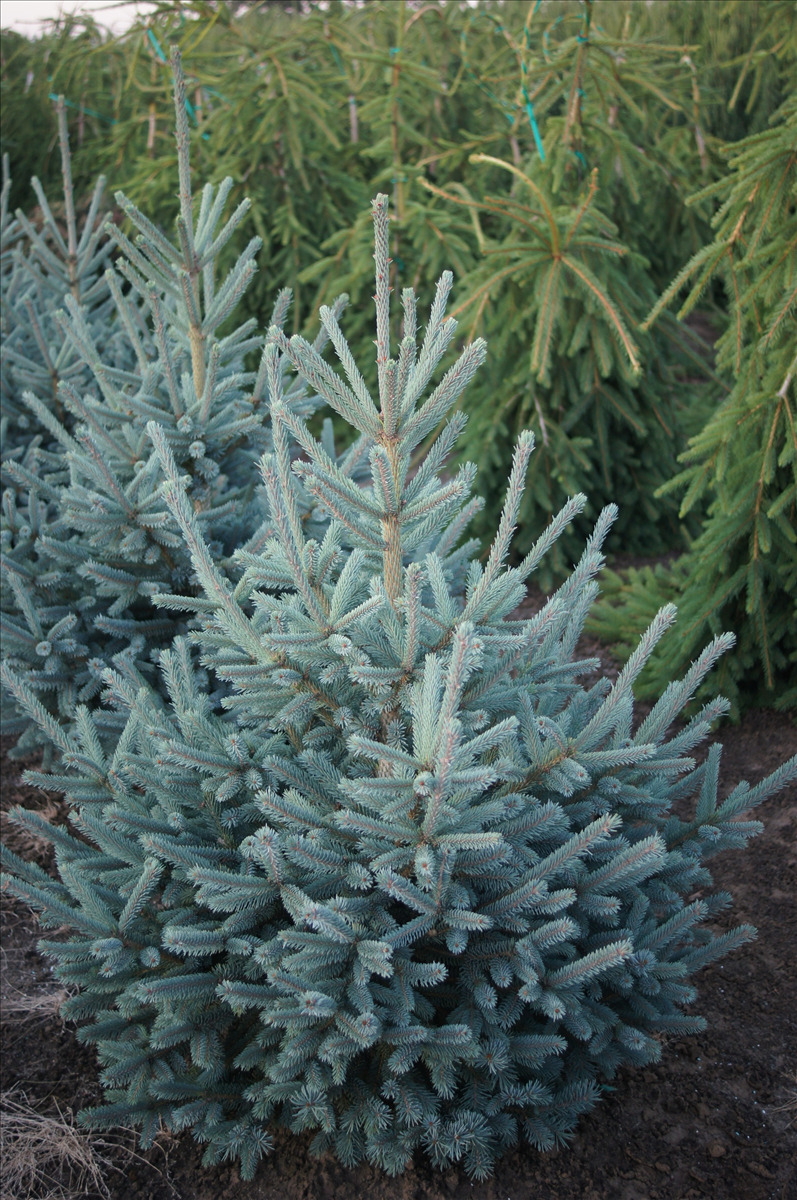 Picea abies 'Paul's Select'