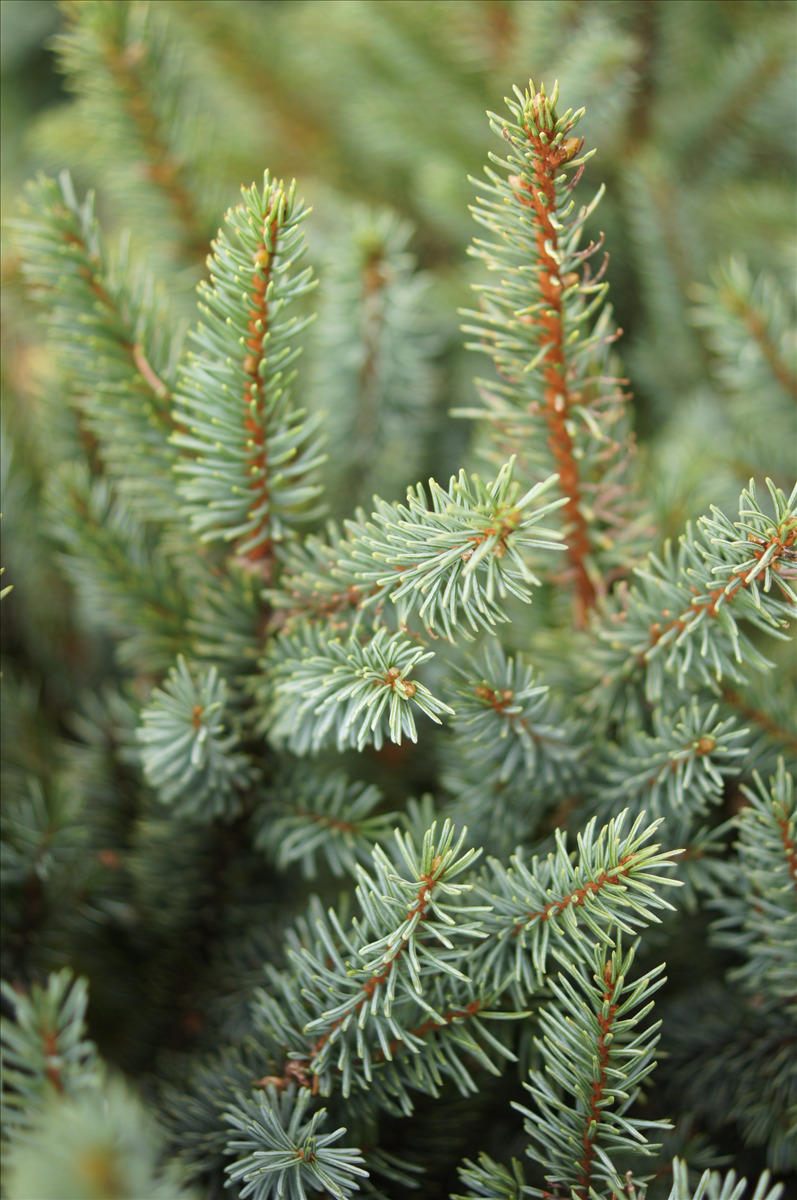 Picea bicolor 'Howell's Dwarf'