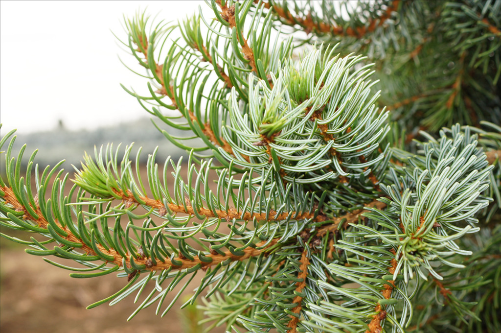 Picea omorika 'Pendula'