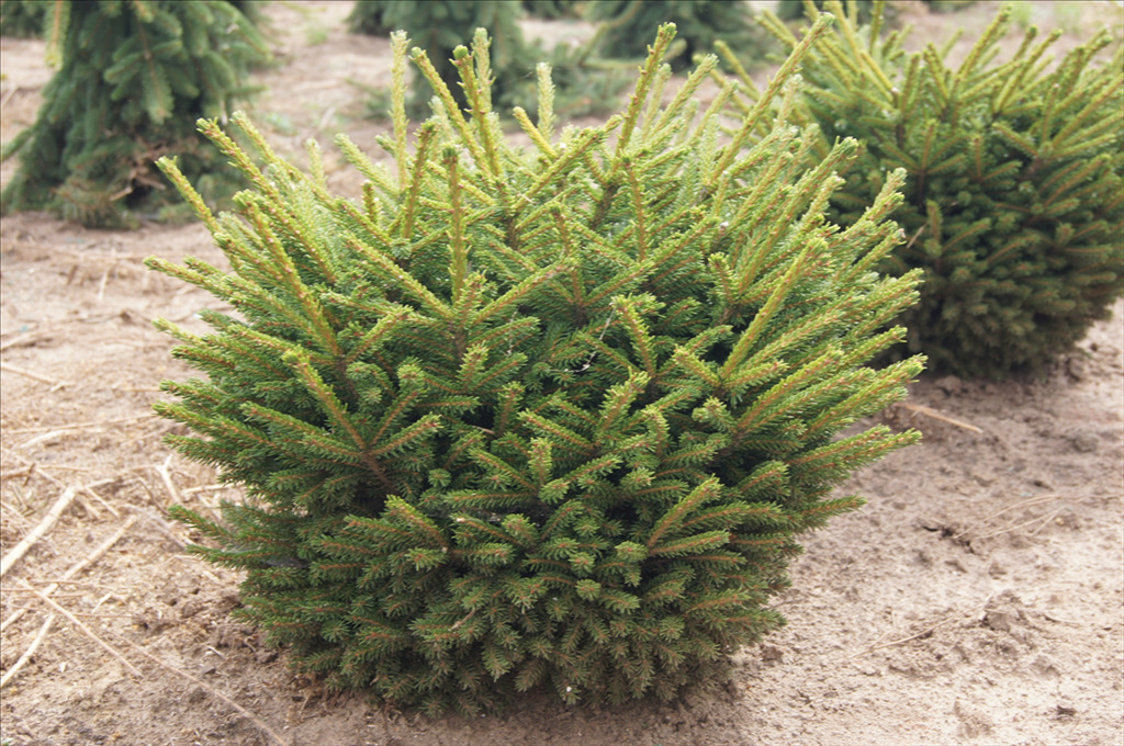 Picea orientalis 'Bergman's Gem'