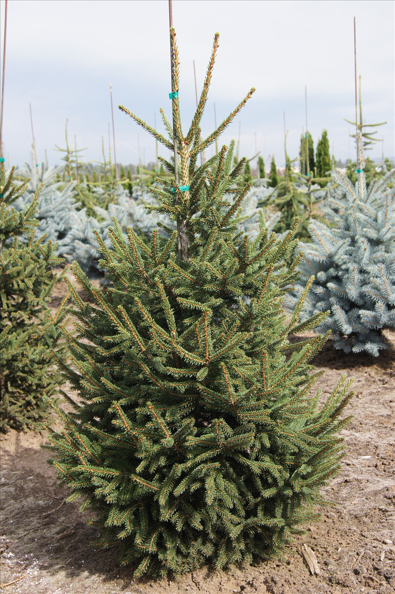 Picea orientalis 'Gowdy'
