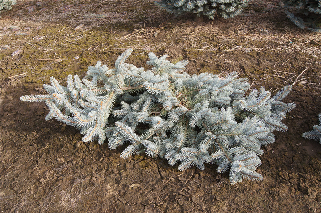 Picea pungens 'Glauca Pendula'