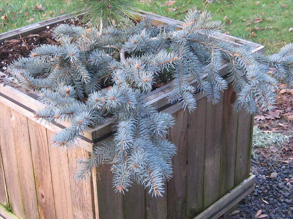 Picea pungens 'Glauca Procumbens'