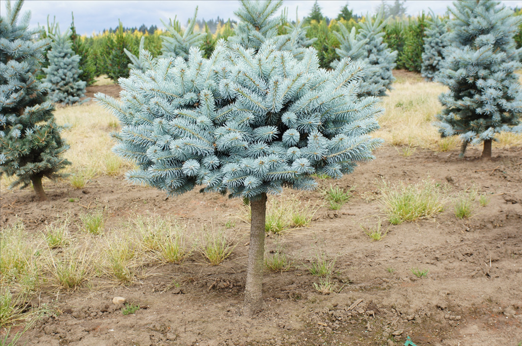 Picea pungens 'Glauca Globosa' Std.