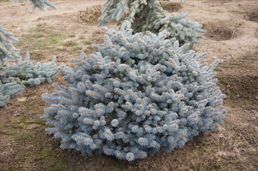 Picea pungens 'Montgomery'