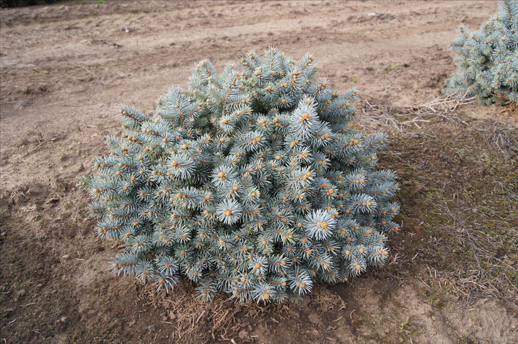 Picea pungens 'St. Mary's Broom'