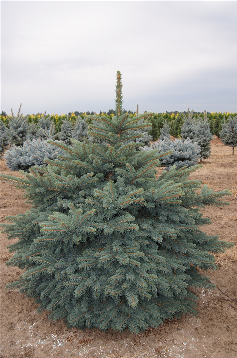 Picea pungens 'Waldbrunn'