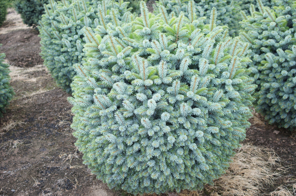 Picea sitchensis 'Papoose'
