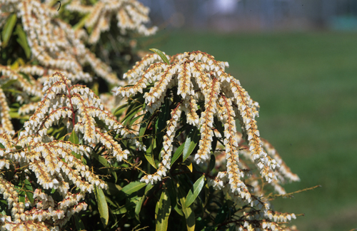 Pieris Browers Beauty