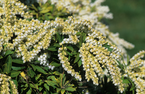 Pieris japonica 'Sarabande'