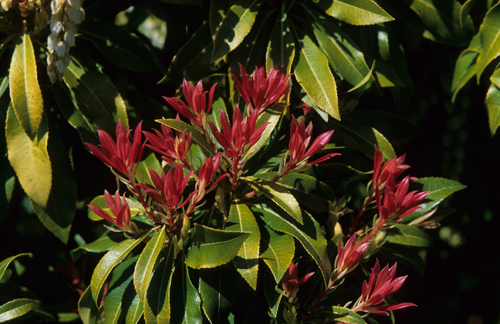 Pieris japonica 'Valley Fire'