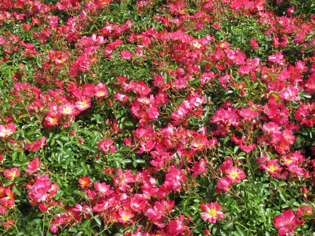 Rosa 'Meijocos' PP18874