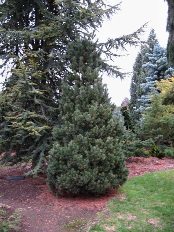 Pinus cembra 'Blue Mound'