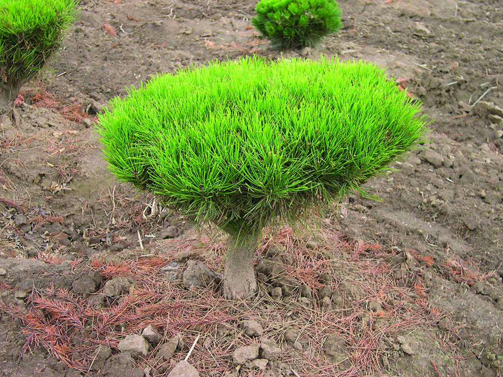Pinus densiflora 'Umbraculifera Compacta' Std.