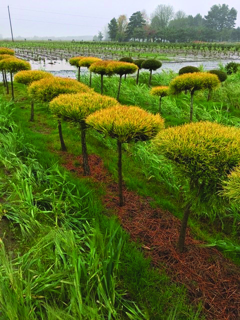 Pinus densiflora 'Aurea'
