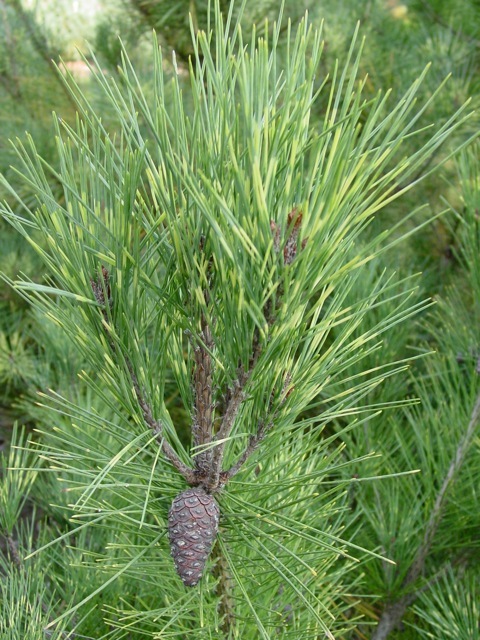 Pinus densiflora 'Oculis-draconis'