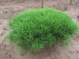 Pinus densiflora 'Umbraculifera Compacta'