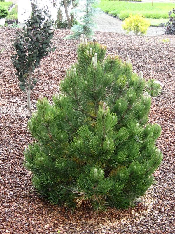 Pinus leucodermis 'Compact Gem'