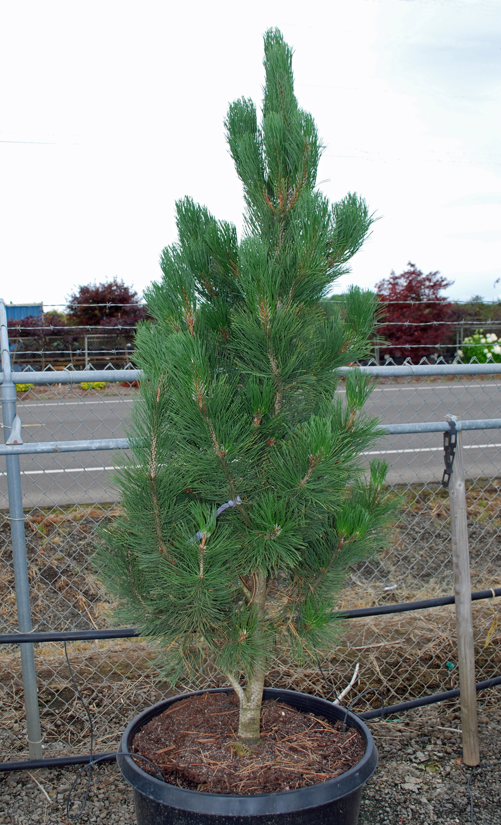 Pinus leucodermis 'Satellit'