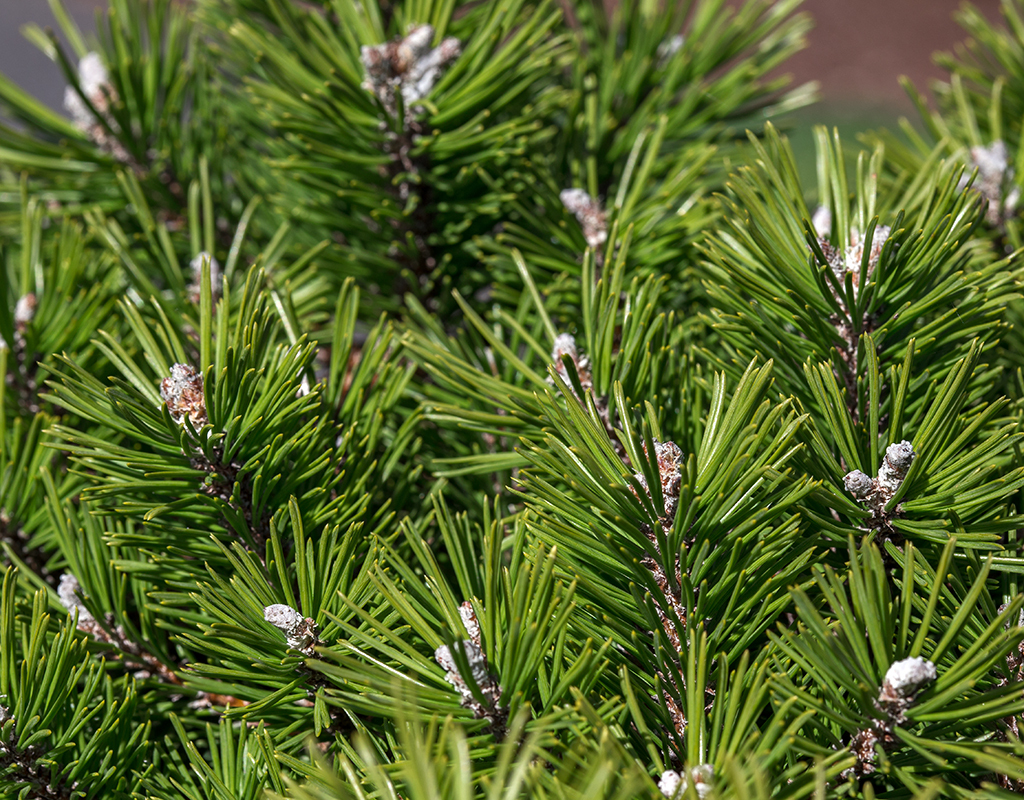 Pinus mugo 'White Bud' courtesy of Iseli Nursery