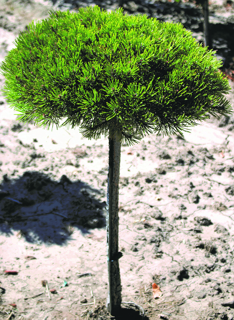 Pinus mugo 'Gnom' Std.