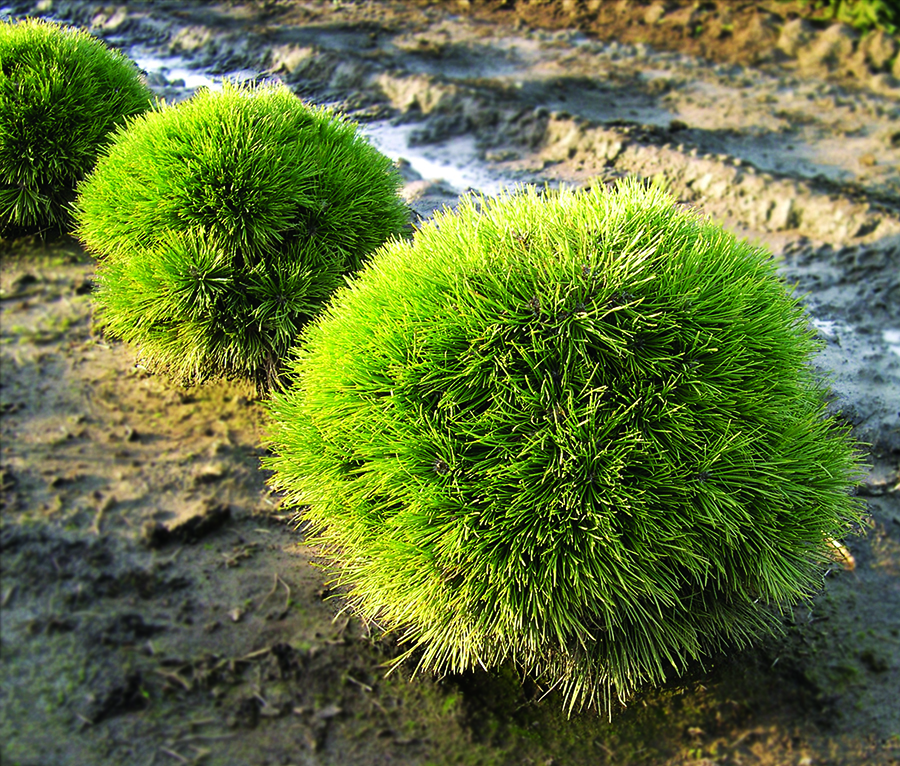 Pinus nigra 'Hornibrookiana'
