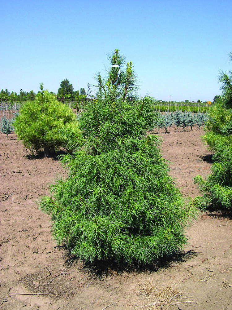 Pinus strobus 'Contorta'