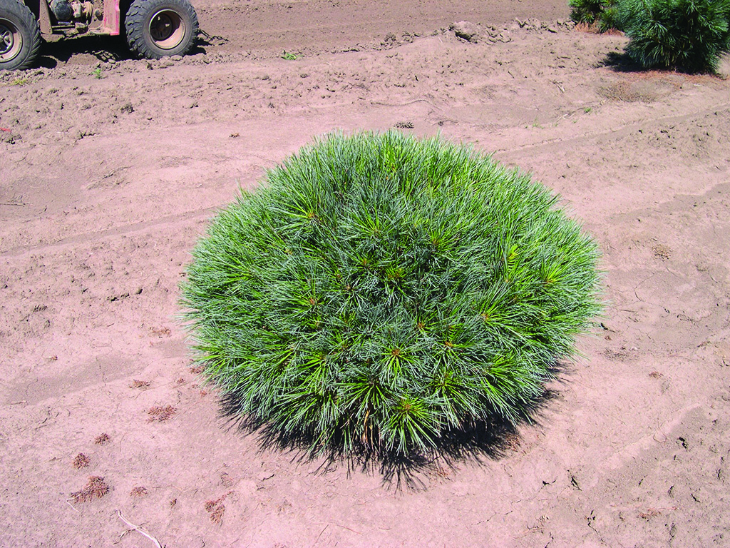 Pinus strobus 'Contorta'