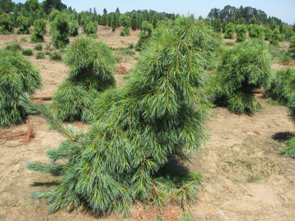 Pinus strobus 'Pendula'