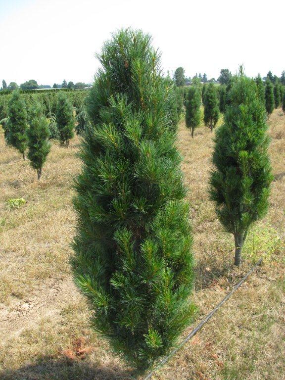 Pinus strobus 'Stowe Pillar'A