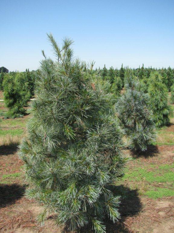 Pinus strobus 'White Mountain'